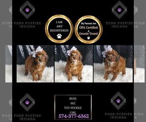 Poodle (Miniature) Puppy for sale in WARSAW, IN, USA