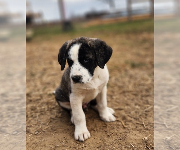 Medium Photo #13 Anatolian Shepherd Puppy For Sale in CUMBY, TX, USA