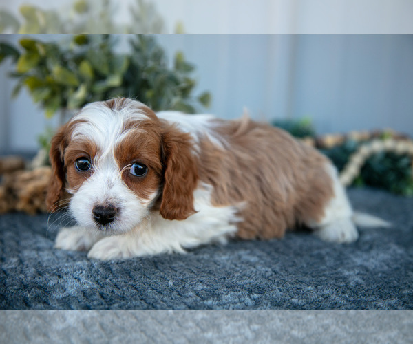 Medium Photo #3 Cavapoo Puppy For Sale in WOLCOTTVILLE, IN, USA