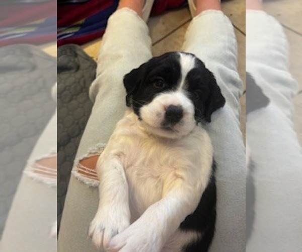 Medium Photo #1 English Springer Spaniel Puppy For Sale in LA SALLE, CO, USA