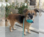 Small #2 Chihuahua-Cocker Spaniel Mix