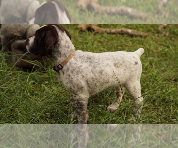 Medium Photo #6 German Shorthaired Pointer-German Wirehaired Pointer Mix Puppy For Sale in FREDERICKSBURG, TX, USA