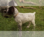 Small #5 German Shorthaired Pointer-German Wirehaired Pointer Mix