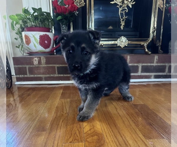 Medium Photo #1 German Shepherd Dog Puppy For Sale in WOODBRIDGE, VA, USA