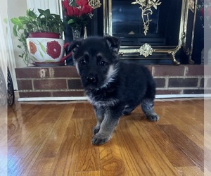 German Shepherd Dog Litter for sale in WOODBRIDGE, VA, USA