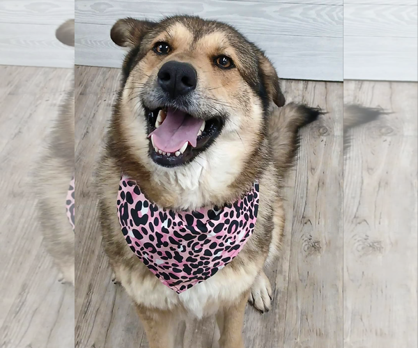 Medium Photo #8 German Shepherd Dog Puppy For Sale in Murfreesboro, NC, USA