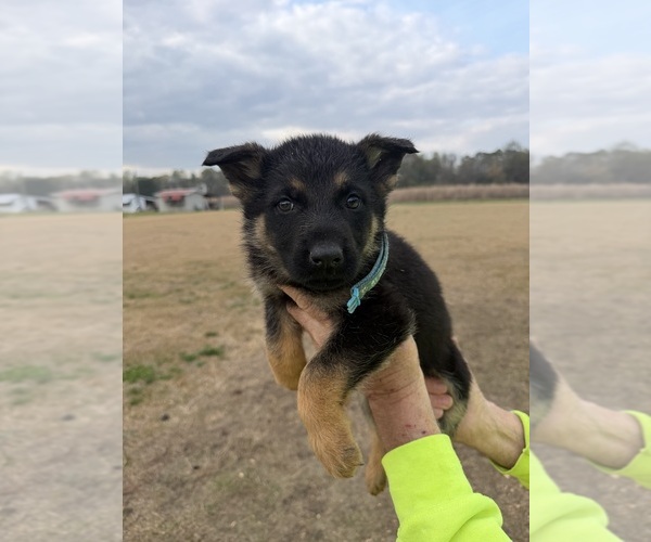 Medium Photo #1 German Shepherd Dog Puppy For Sale in GREENVILLE, NC, USA