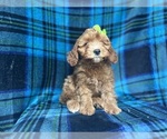 Small #2 Cavapoo