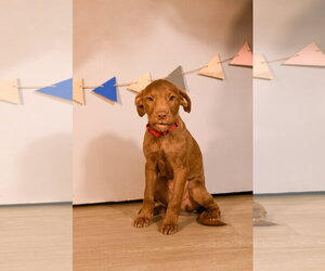 Chocolate Labrador retriever-Unknown Mix Dogs for adoption in Brooklyn Center, MN, USA