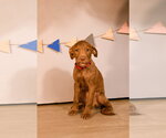 Small Chocolate Labrador retriever Mix