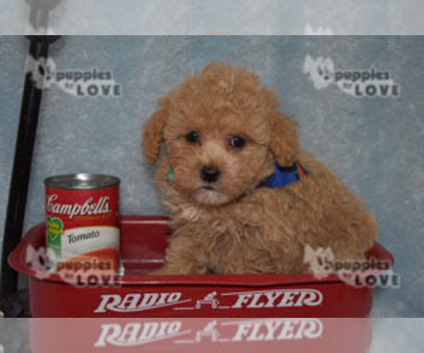 Medium Photo #9 Poodle (Toy) Puppy For Sale in SANGER, TX, USA