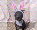 Small #8 American Pit Bull Terrier-Mountain Cur Mix