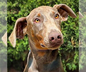 Medium Doberman Pinscher