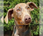 Small Doberman Pinscher