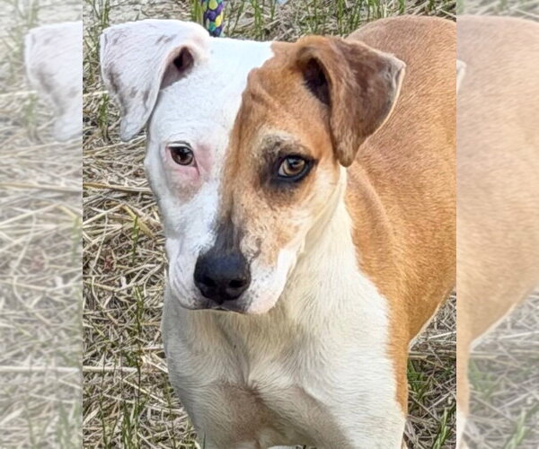 Medium Photo #1 Mutt Puppy For Sale in Tarboro, NC, USA