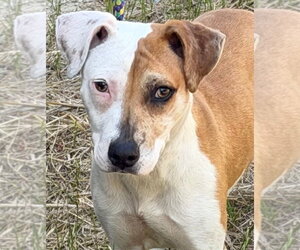 Mutt Dogs for adoption in Tarboro, NC, USA