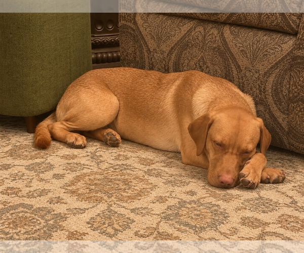 Medium Photo #5 Labralas Puppy For Sale in Fort Worth, TX, USA
