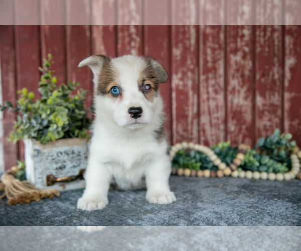 Medium Photo #1 Pembroke Welsh Corgi Puppy For Sale in BREMEN, IN, USA