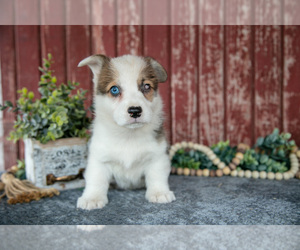 Medium Pembroke Welsh Corgi