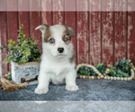 Puppy Nate Pembroke Welsh Corgi