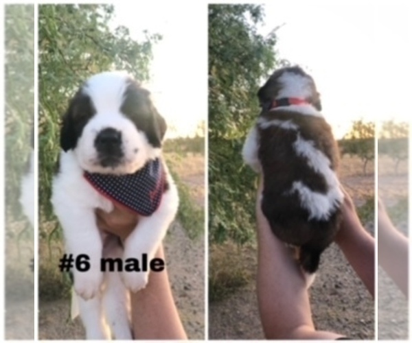 Medium Photo #1 Saint Bernard Puppy For Sale in TONOPAH, AZ, USA