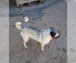 Small Photo #7 Pug Puppy For Sale in Apple Valley, CA, USA