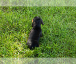 Small #5 Dachshund
