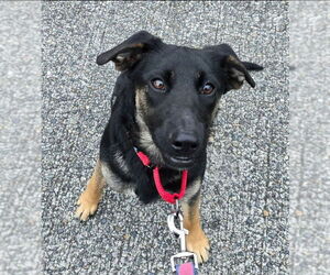 Borador Dogs for adoption in Olalla, WA, USA