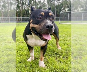 Rottweiler-American Pit Bull Terrier Dogs for adoption in Naples, FL, USA