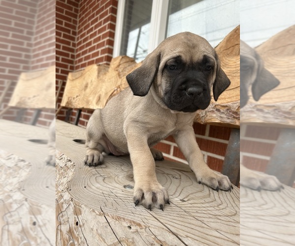Medium Photo #3 Mastiff Puppy For Sale in CALDWELL, ID, USA