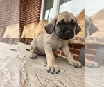 Small #2 Mastiff
