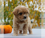 Small Photo #4 Havanese-Poodle (Toy) Mix Puppy For Sale in EAST EARL, PA, USA
