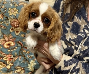 Cavalier King Charles Spaniel Puppy for Sale in VICTORIA, Texas USA