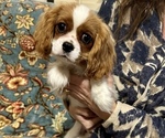 Small Cavalier King Charles Spaniel