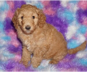 Labradoodle Puppy for sale in LA HABRA, CA, USA
