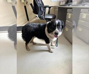 Border-Aussie Dogs for adoption in Santa Cruz, CA, USA