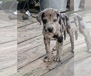 Great Dane Puppy for sale in FINDLAY, OH, USA