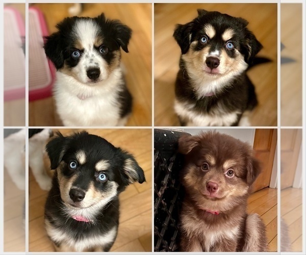 Medium Photo #1 Miniature Australian Shepherd-Pomsky Mix Puppy For Sale in CHICAGO, IL, USA
