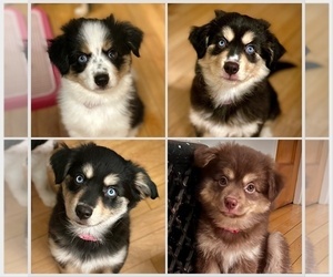 Miniature Australian Shepherd-Pomsky Mix Puppy for Sale in CHICAGO, Illinois USA