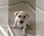Small #4 Labrador Retriever Mix