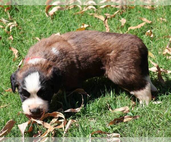Medium Photo #2 Saint Bernard Puppy For Sale in TURLOCK, CA, USA