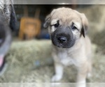 Small Photo #18 Anatolian Shepherd Puppy For Sale in ROBSTOWN, TX, USA