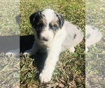 Small Photo #2 Australian Shepherd Puppy For Sale in DEVILLE, LA, USA