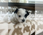 Small #2 Mal-Shi