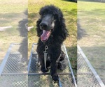 Small Photo #1 Sheepadoodle Puppy For Sale in NICHOLLS, GA, USA