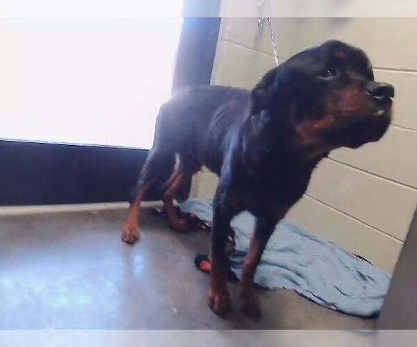 Medium Photo #1 Rottweiler Puppy For Sale in Tulsa, OK, USA