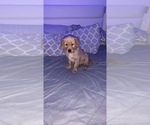 Small Photo #2 Golden Retriever Puppy For Sale in MILTON, FL, USA