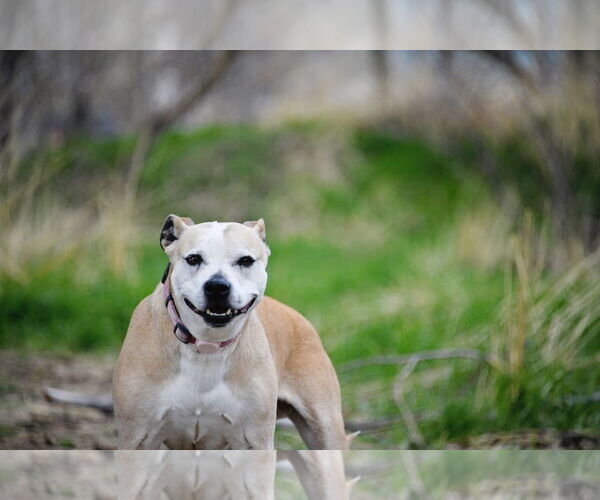 Medium Photo #1 American Pit Bull Terrier-Unknown Mix Puppy For Sale in Sandy, UT, USA