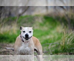 American Pit Bull Terrier-Unknown Mix Dogs for adoption in Sandy, UT, USA