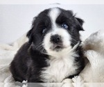 Small Photo #6 Miniature Australian Shepherd Puppy For Sale in PRAIRIE GROVE, AR, USA